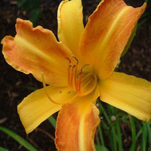 Orange yellow Daylily   Hemerocallis 2 pound clumps