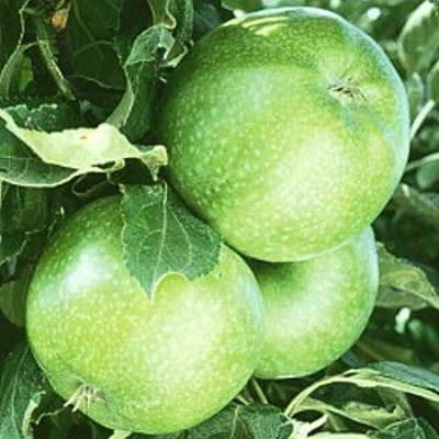 GRANNY SMITH apple tree self fertile