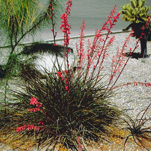 RED YUCCA Hesperaloe parviflora