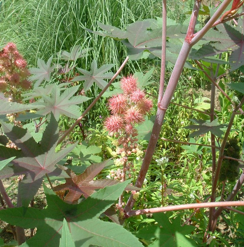 CASTOR BEAN  ricinus communis pink Carmencita MOLE REPELLENT