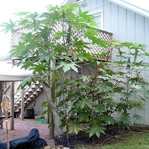 CASTOR BEAN  ricinus communis green Zanzibar MOLE REPELLENT