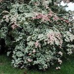 Japanese+dogwood+tree+berries