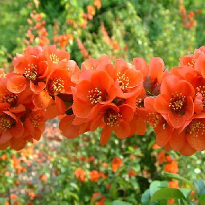 FLOWERING QUINCE Chaenomeles Japonica BONSAI