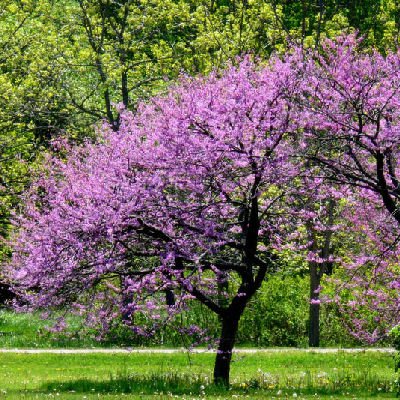 EASTERN REDBUD Cercis canadensis