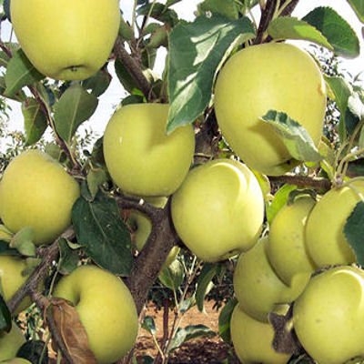 Golden Delicious apple tree crisp sweet fresh