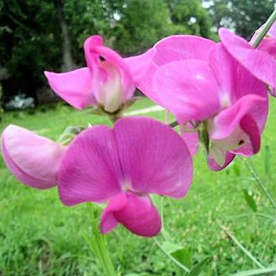 EVERLASTING PEA  LATHYRUS LATIFOLIUS