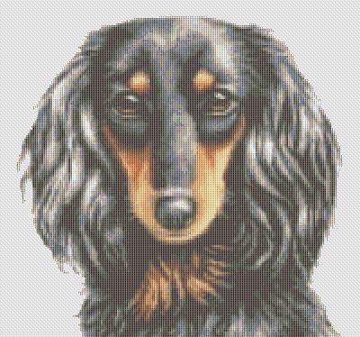 long haired dachshund black and tan. Long Haired Dachshund