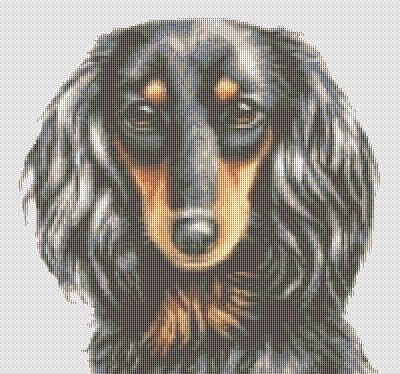 Long Haired Dachshund long haired dachshund black and tan. Long Haired Dachshund