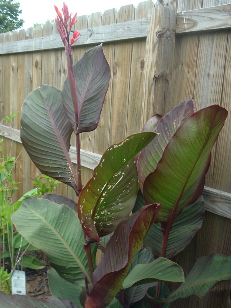 Canna Musafolia Banana canna 10 rhizomes