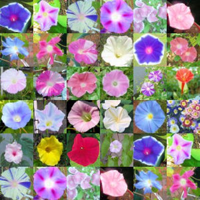 MORNING GLORY mix   over 20 different varieties