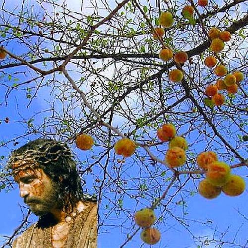 Ziziphus Spina Christi Christus Thorn Nabbag