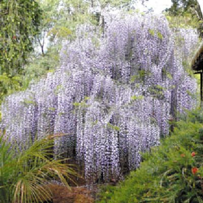Wisteria sinensis Chinese wisteria vine