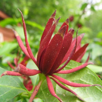CAROLINA ALLSPICE Calycanthus floridus