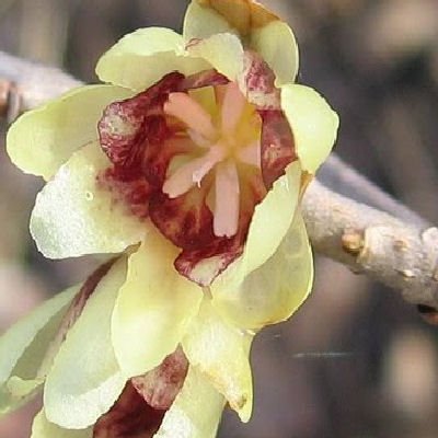 Chimonanthus praecox fragrant Wintersweet