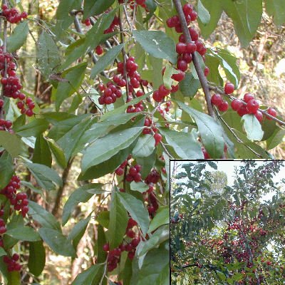 Autumn Olive Eleagnus umbellata Japanese silverberry