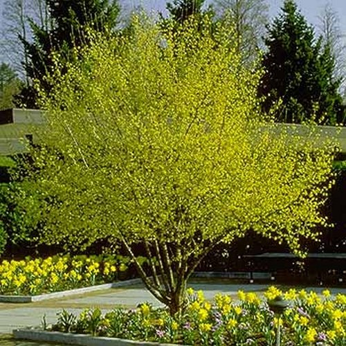 CORNELIAN CHERRY DOGWOOD cornus mas