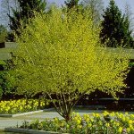 Dogwood+tree+fruit+is+edible