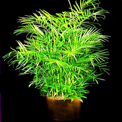 BAMBOO PALM chamaedorea florida hybrid