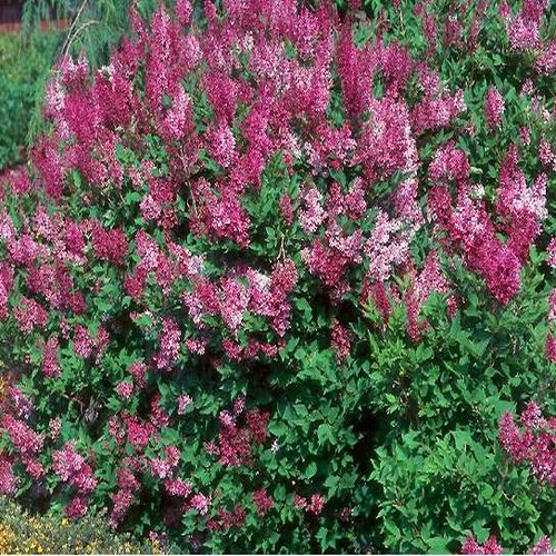 MANCHURIAN LILAC syringa patula