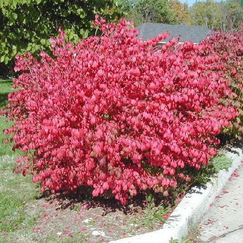 CORKED BURNING BUSH Euonymus alatus