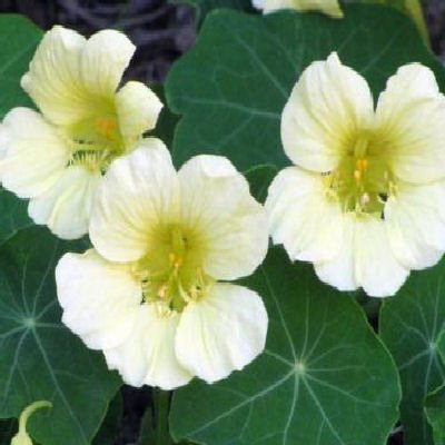 NASTURTIUM Moonlight climber