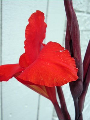 Canna Australia 10 rhizomes