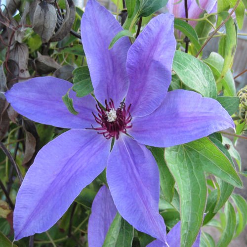 CLEMATIS Blue ravine