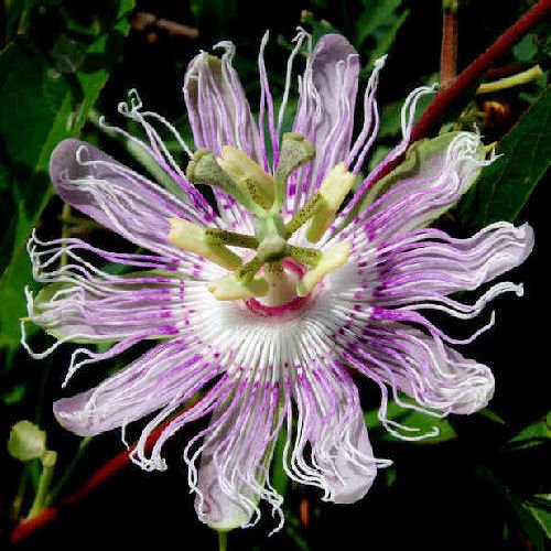 Maypop Passiflora incarnata