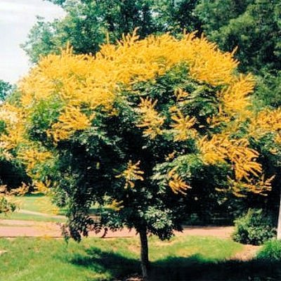 GOLDEN RAIN TREE  KOELREUTERIA PANICULATA