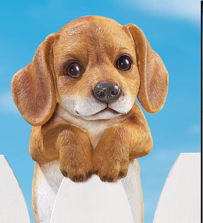 Dogs Behaviour of Canzoni Animal