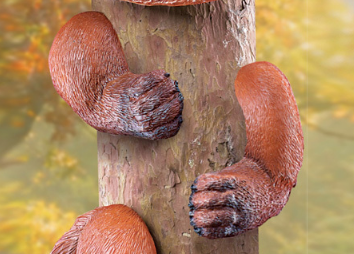 Image 2 of Woodland Fox Tree Hugger