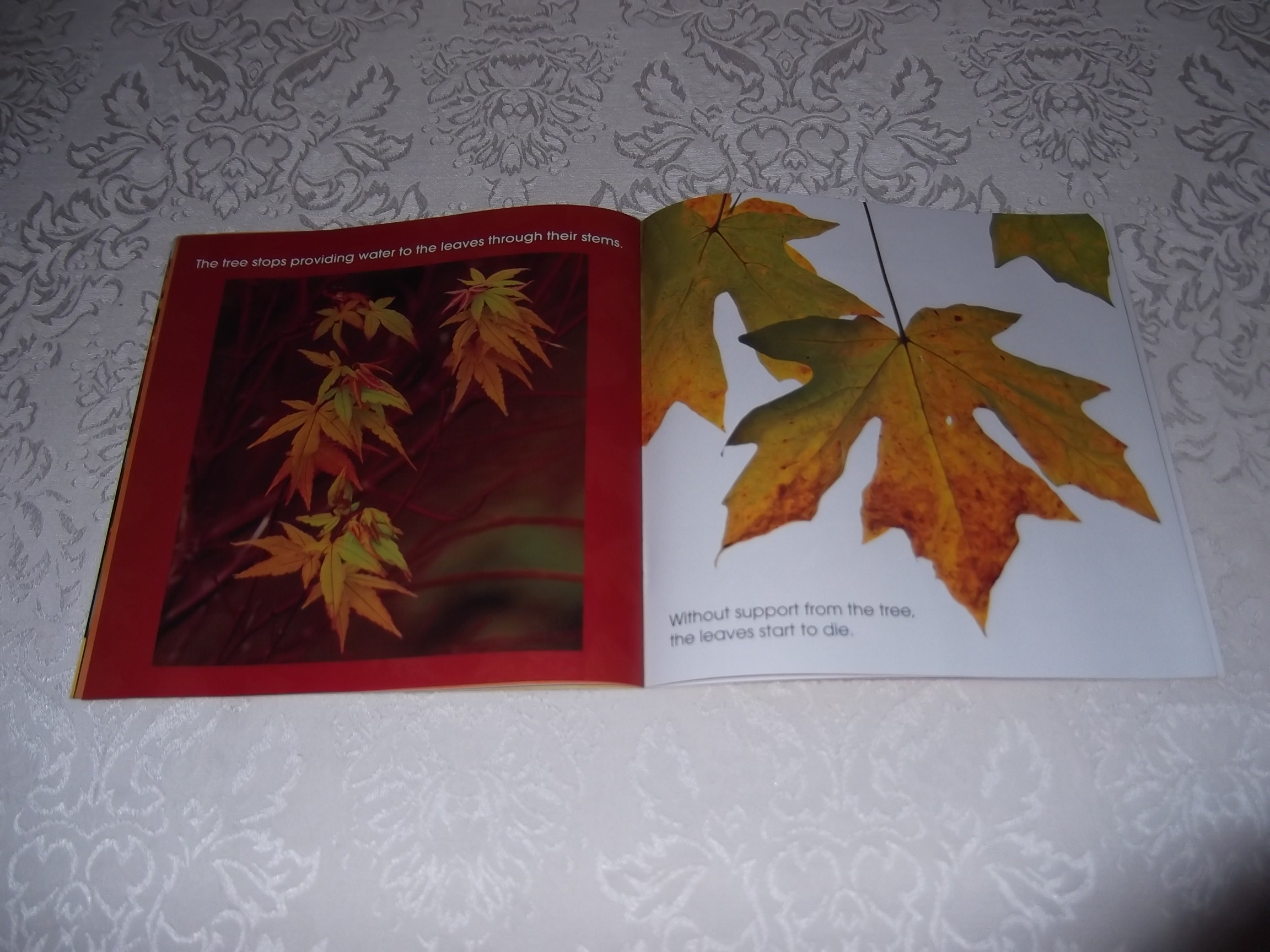 Welcome Fall Leaves Marilyn Easton Brand New Softcover