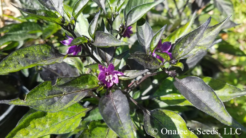 Pretty in Purple, HOT Pepper Seeds, Capsicum annuum Ornamental and edible!