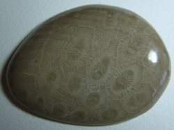 Thumbnail of  Petoskey Stone Speciman Fossil Coral Michigan Nice Paperweight BJs
