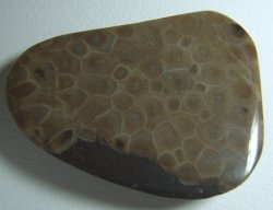 Thumbnail of  Petoskey Stone Speciman Fossil Coral Michigan Nice BJs