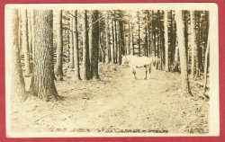 Thumbnail of Rose City Mi Postcard Whispering Pine Trail Horse 1916 RPPC