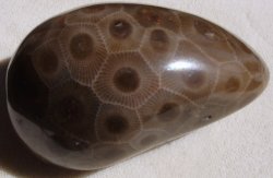 Thumbnail of  Petoskey Stone Specimen Fossil Coral Michigan Nice BJs