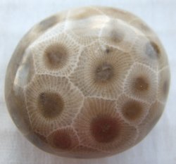 Thumbnail of  Petoskey Stone Specimen Fossil Coral Michigan Nice BJs