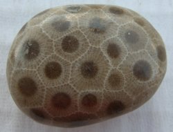 Thumbnail of  Petoskey Stone Specimen Fossil Coral Michigan Nice BJs