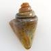 Thumbnail of UnicorneNoblis21487 - Large Nobilis Seashell Bead - Aquatic Amber - USA made