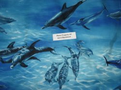 Thumbnail of FABRIC Michael Miller Dolphin sea ocean fish soft 100% cotton quilt by the yard