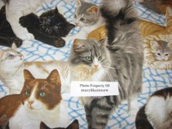 Thumbnail of FABRIC Daisy Kingdom Kitty Cats at Play and Resting COTTON for quality Quilting