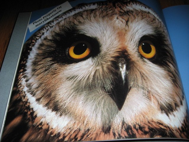 Image 1 of Owl book Michael George 32 pages beautiful pictures teacher item