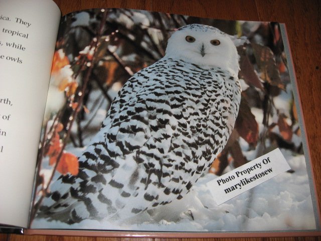 Image 2 of Owl book Michael George 32 pages beautiful pictures teacher item