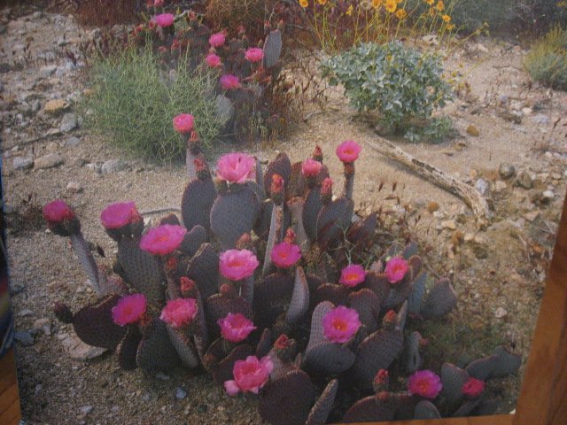 Image 1 of Anza Borrego Desert CA Cactus flowers 1000 pieces jigsaw Puzzle NEW