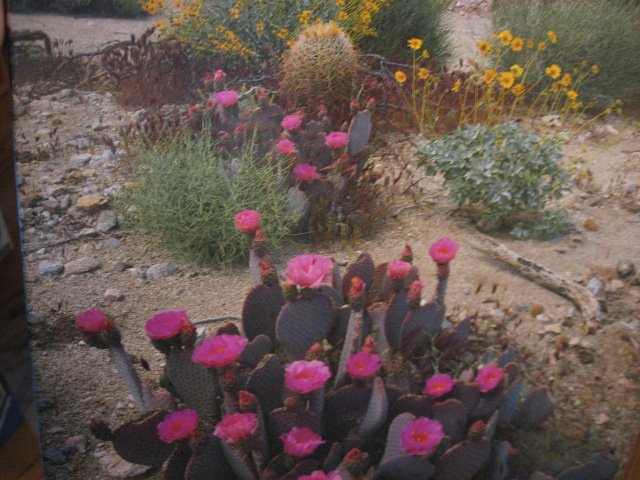 Image 2 of Anza Borrego Desert CA Cactus flowers 1000 pieces jigsaw Puzzle NEW