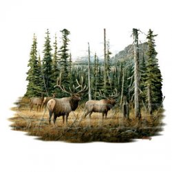 Thumbnail of Bull Elks In Pines   Tshirt / Sweatshirt