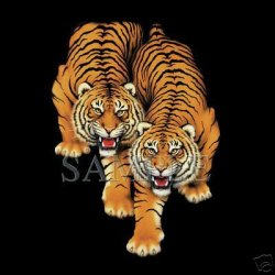 Thumbnail of Bengal Tigers  Tiger tshirt