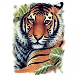 Thumbnail of Tiger Portrait  Tiger tshirt