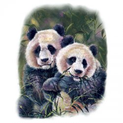 Thumbnail of Pandas  Panda  tshirt